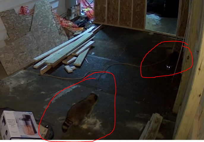 two racoons in an unfinished room