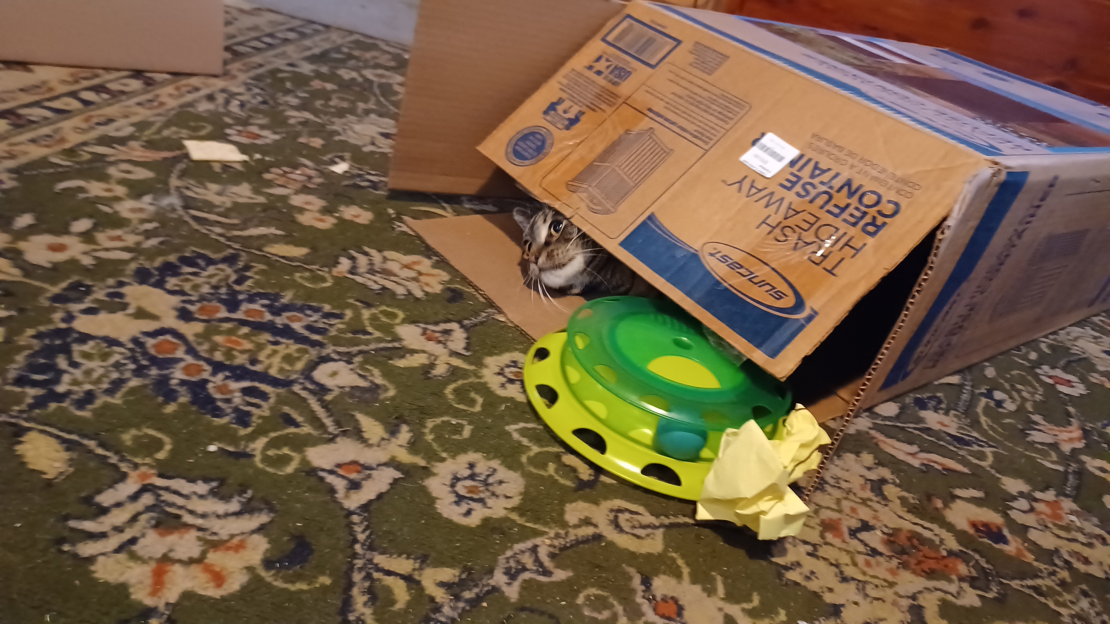 Cat in large box poking her head half out under the end flap