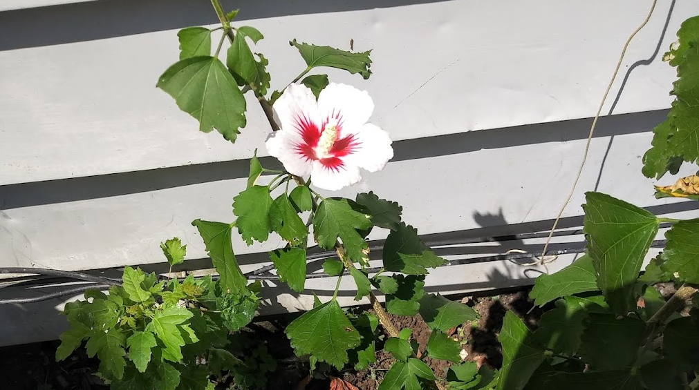 Rose of sharon. White flower with red bleeding center
