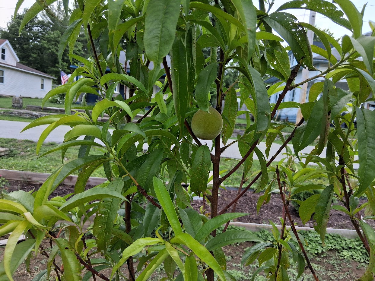 Peach hanging on a peach tree