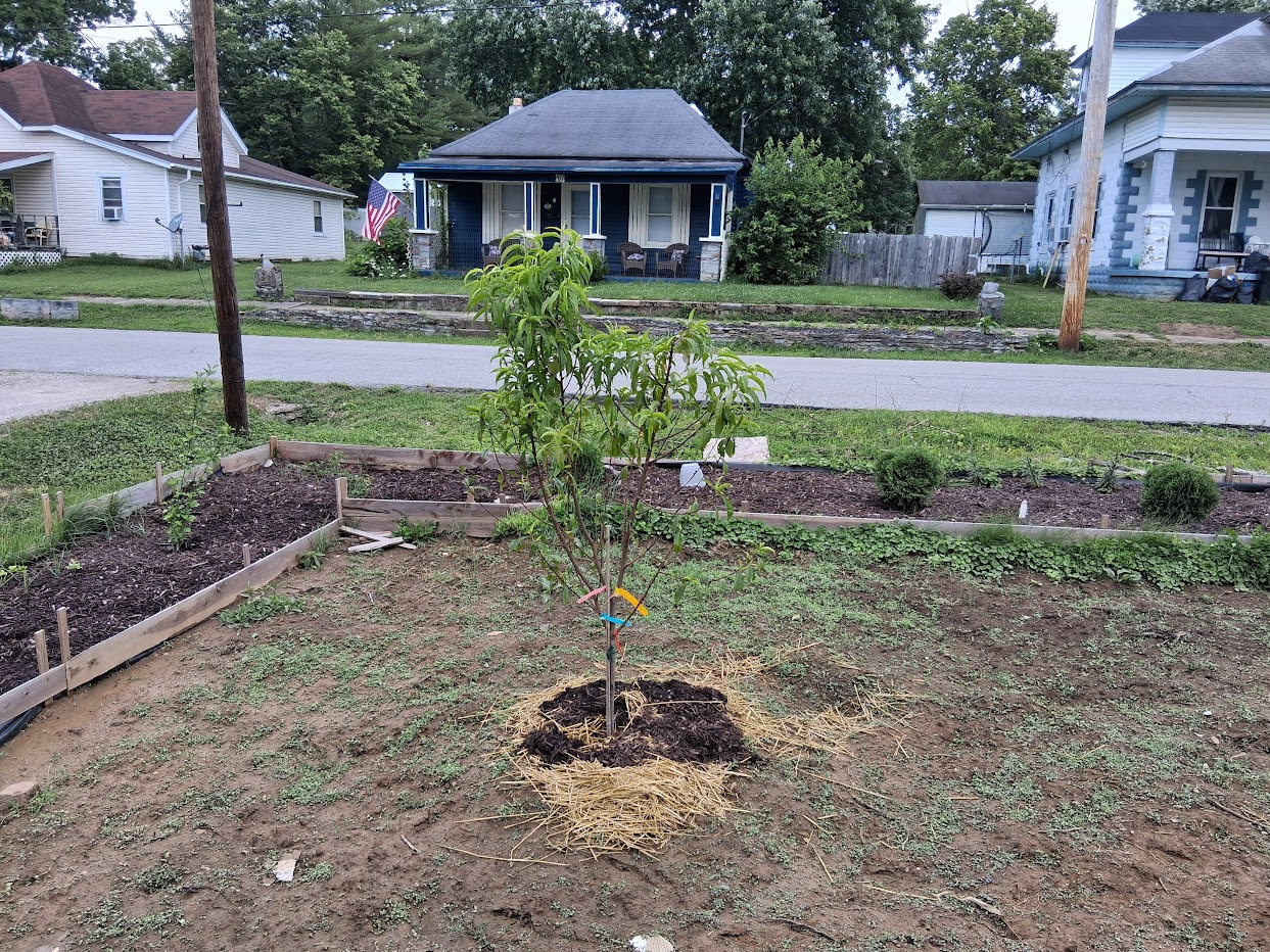 peach tree in a yard