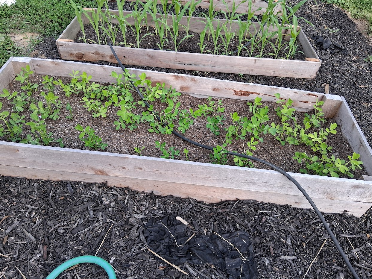 peanuts bushes growing in a raised bed
