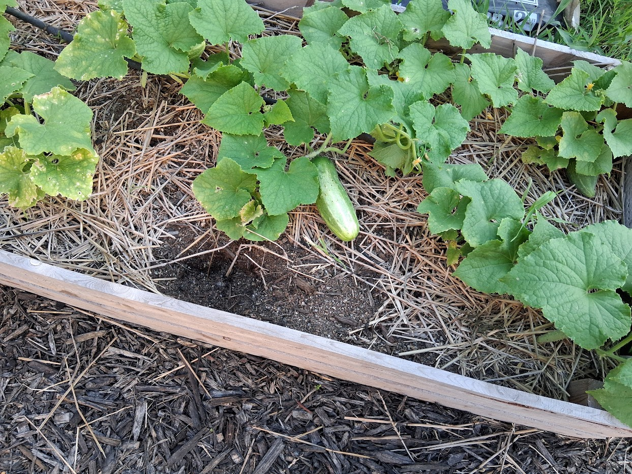 cucumber plants with a cucumber around 6 inches long