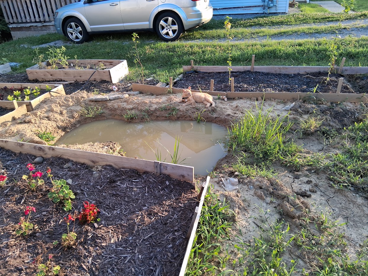 orange cat around a small yard pond that is muddy water