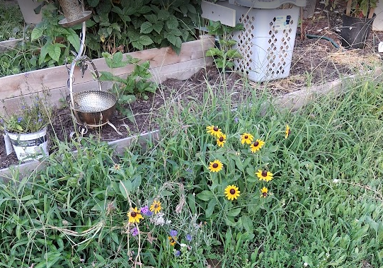 yellow and purpose flowers... next to raised beds