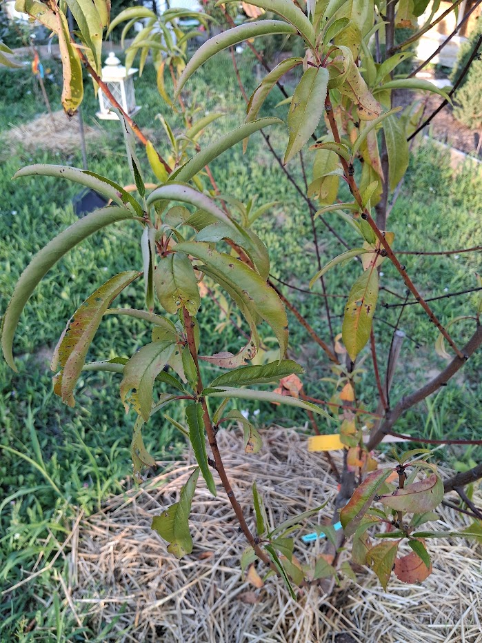 peach tree leaves looking in distress