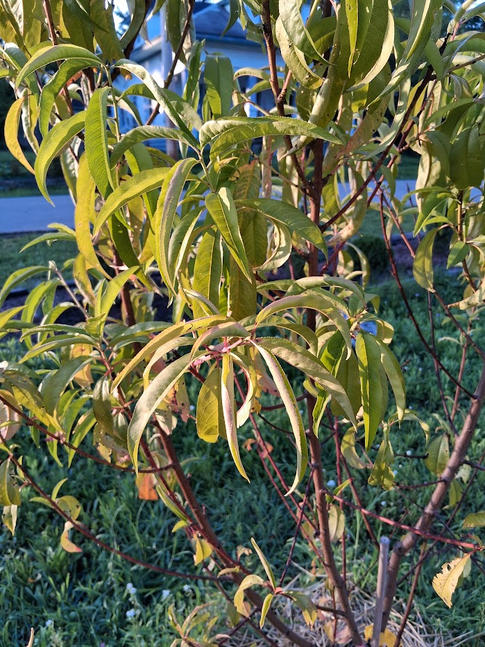 peach tree leaves looking in distress