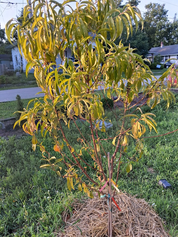 peach tree leaves looking in distress