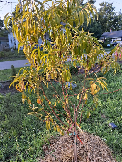 Posted media