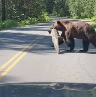 bear with food in mouth